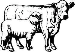 Sheepwalk Farm producing organic grass-fed beef and lamb all year round. Sheepwalk Farm producing organic grass-fed beef and lamb all year round.